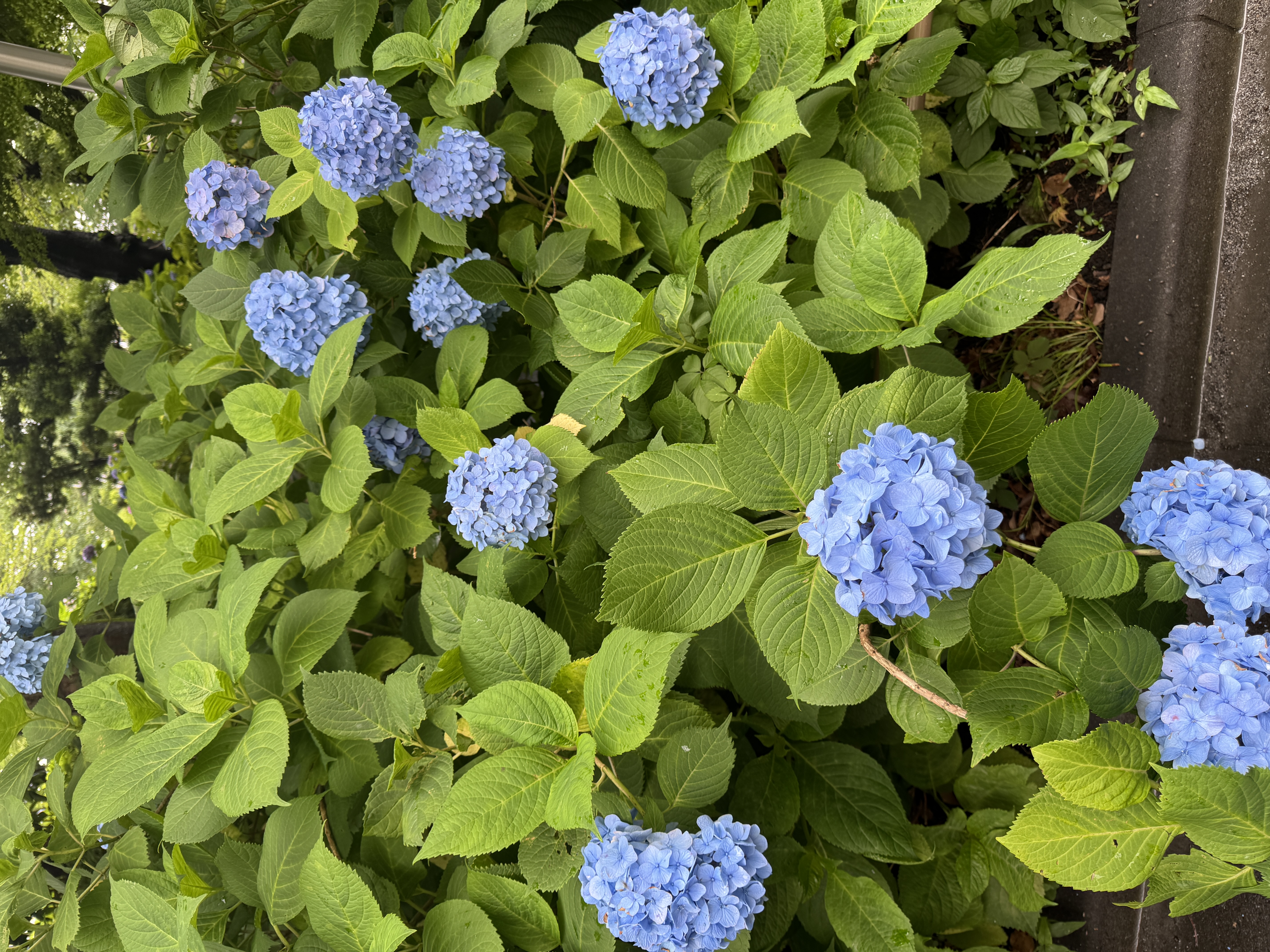 紫陽花