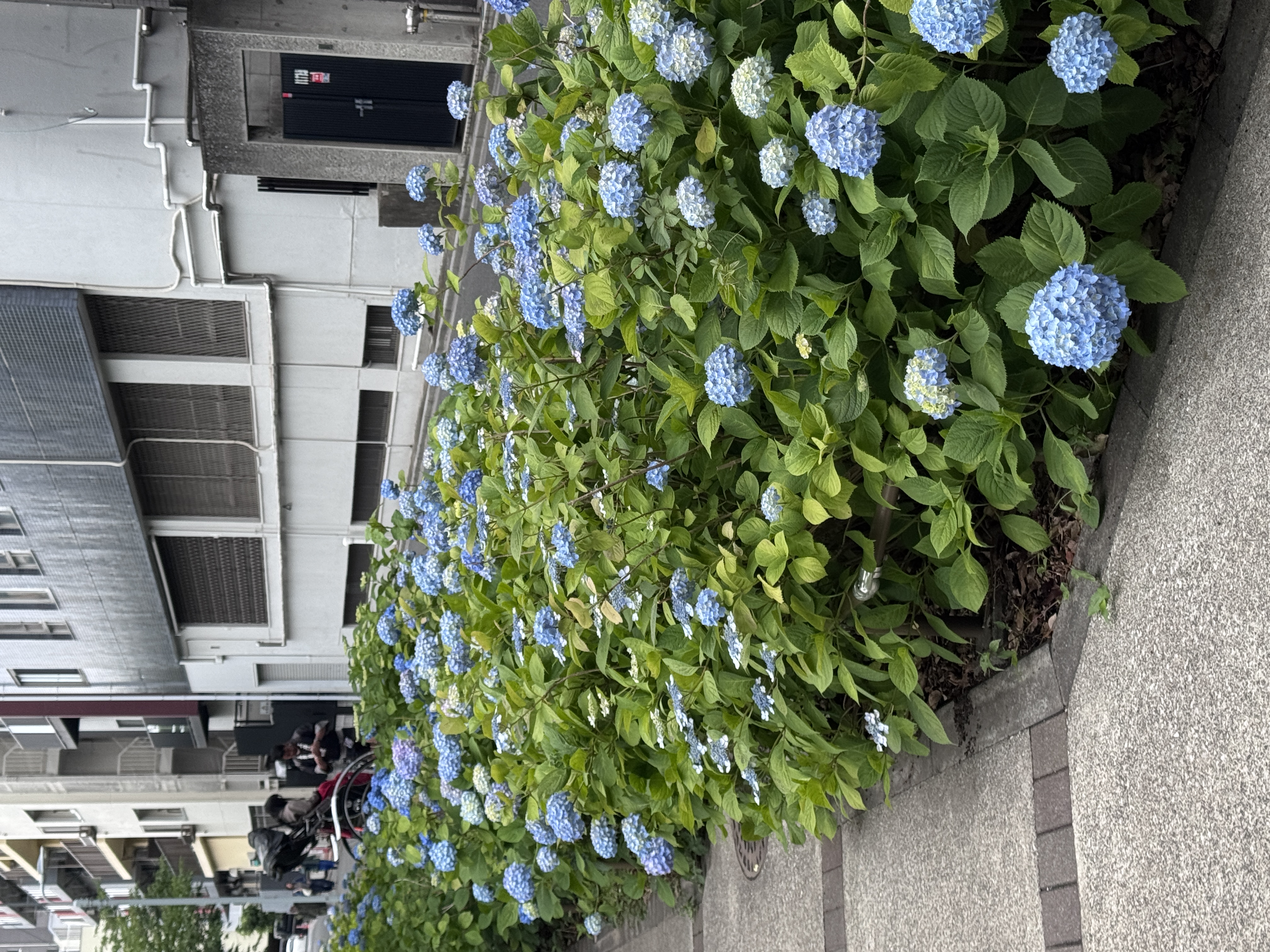 季節が戻って