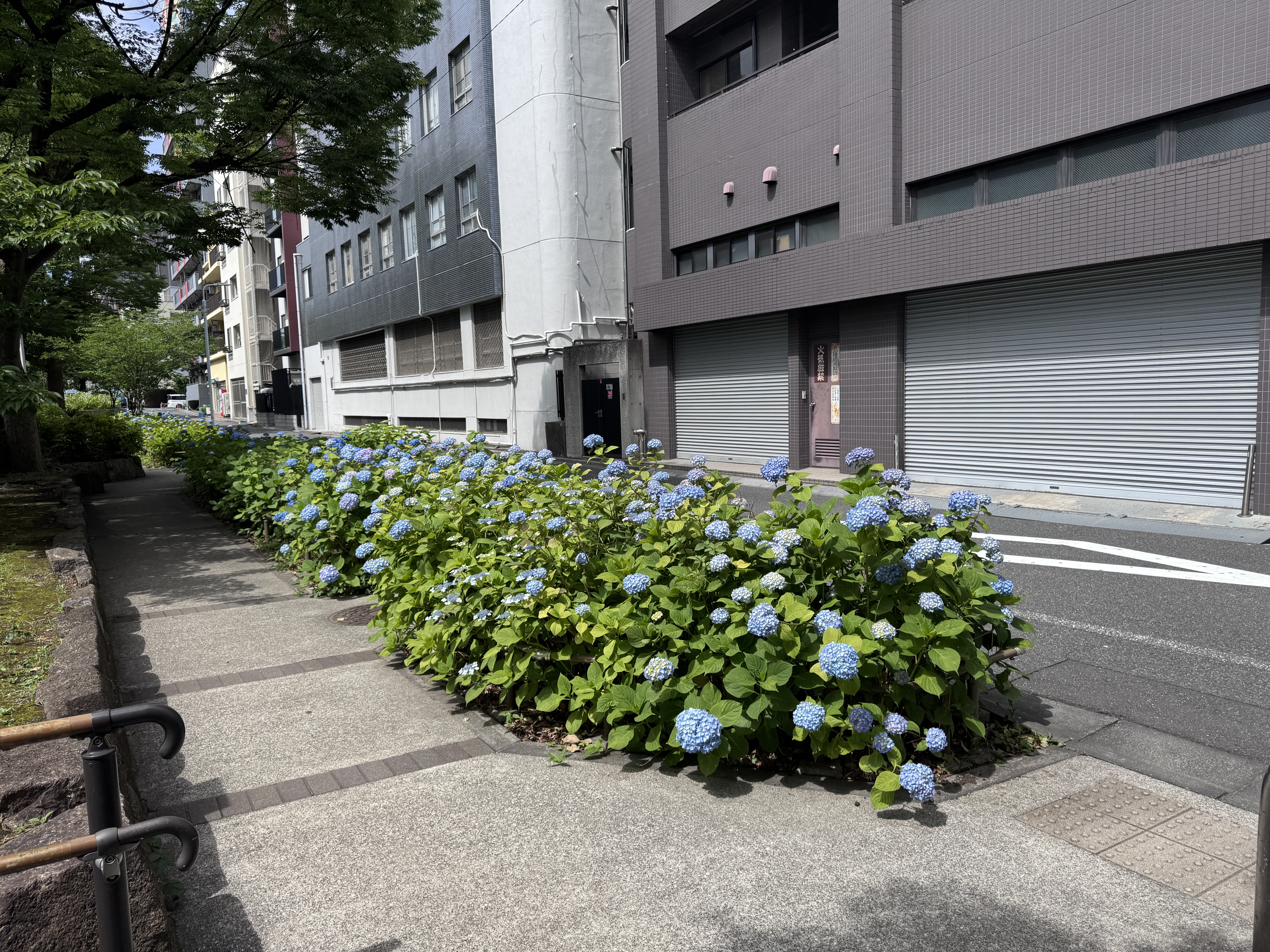 今日の紫陽花
