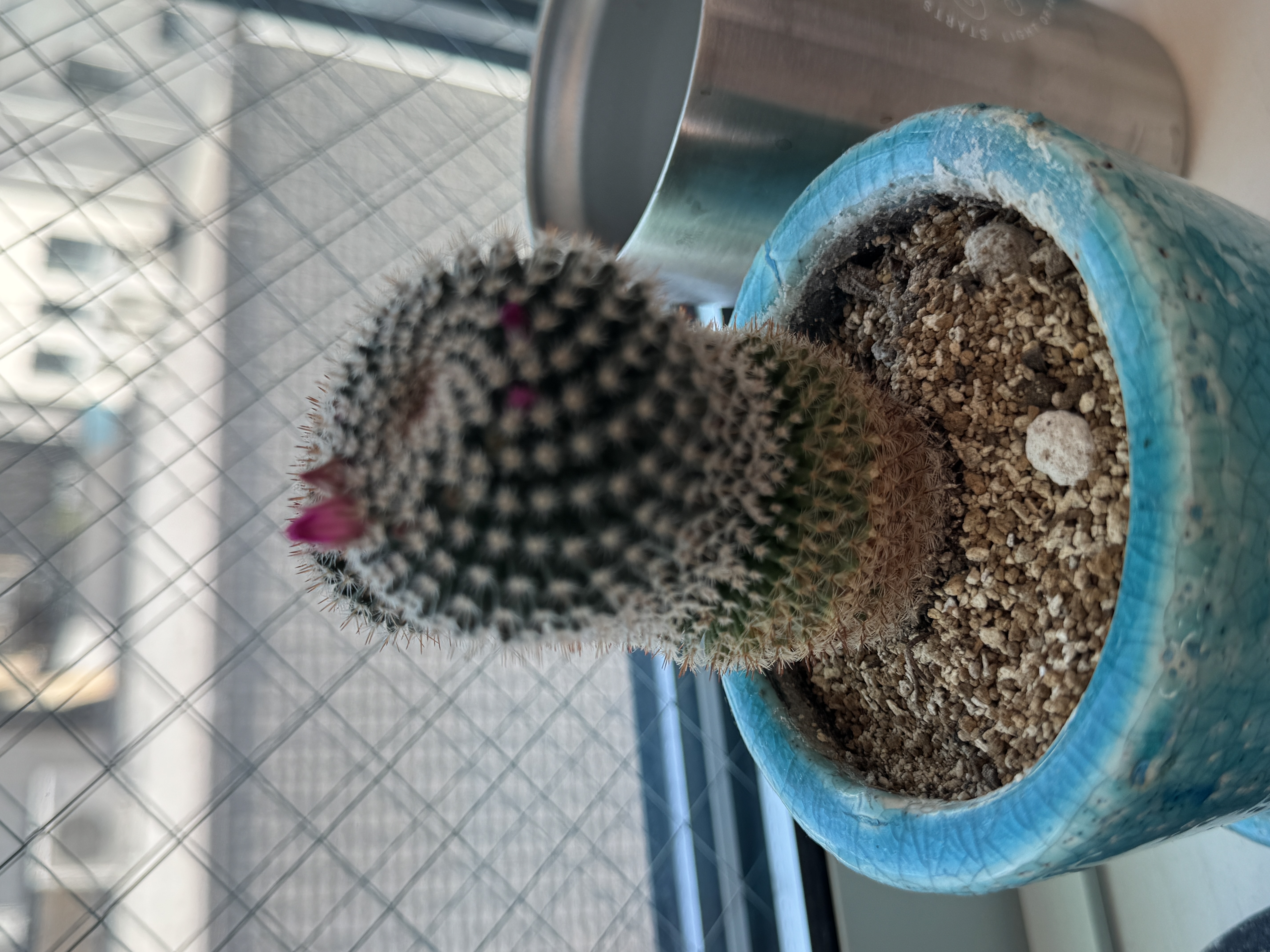 サボテンの花