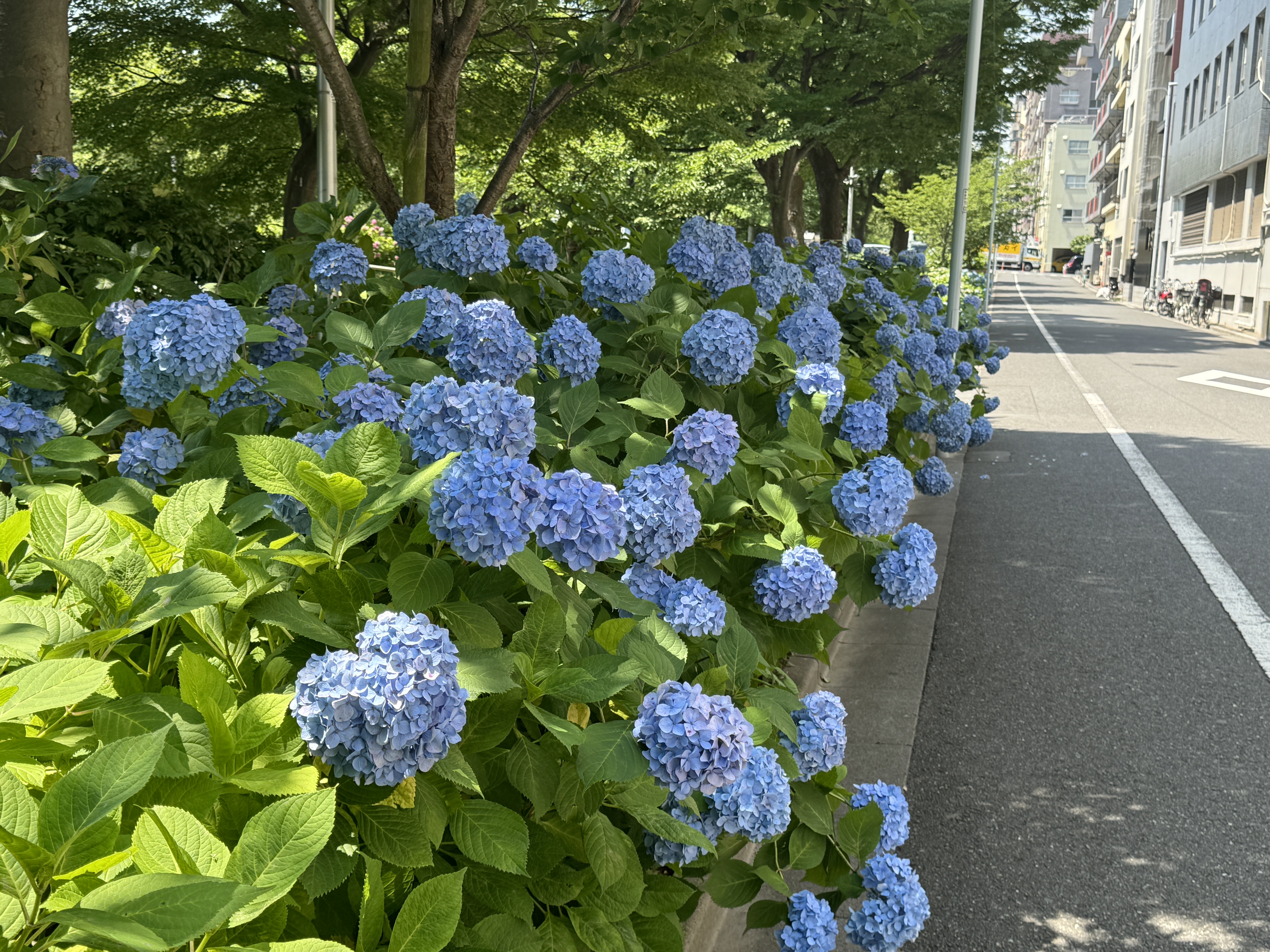 紫陽花2